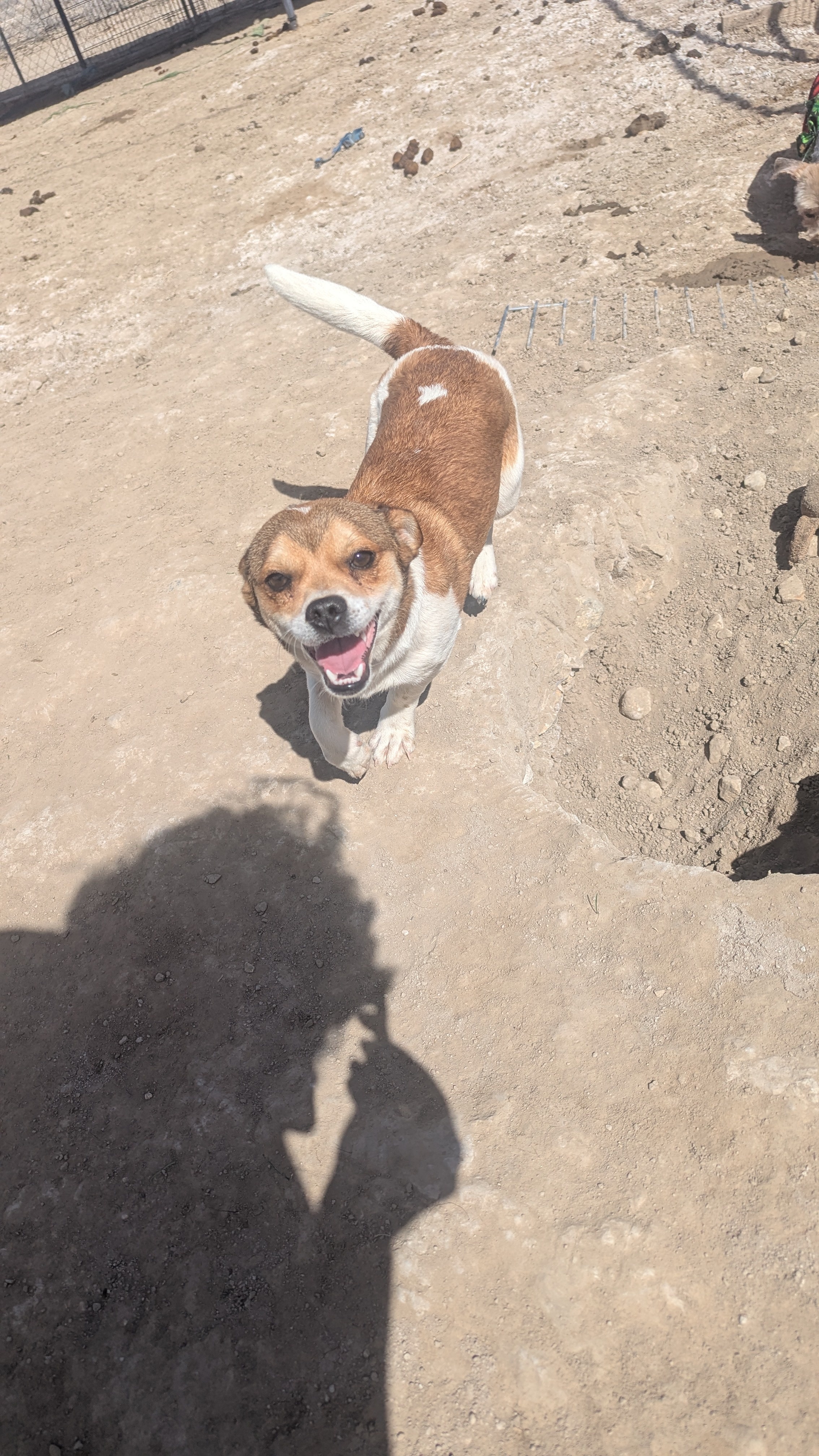 Little Dude, an adoptable Pug, Chihuahua in Castle Dale, UT, 84513 | Photo Image 1