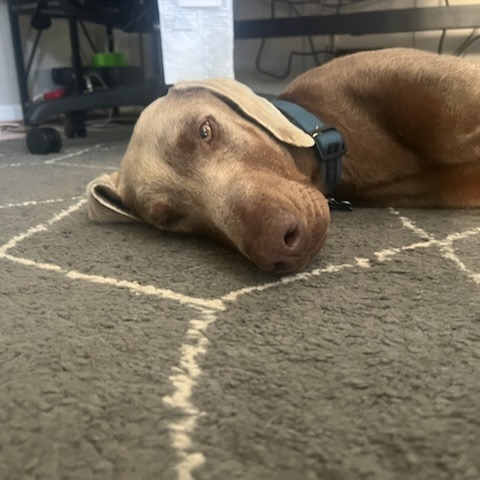 DOBBY