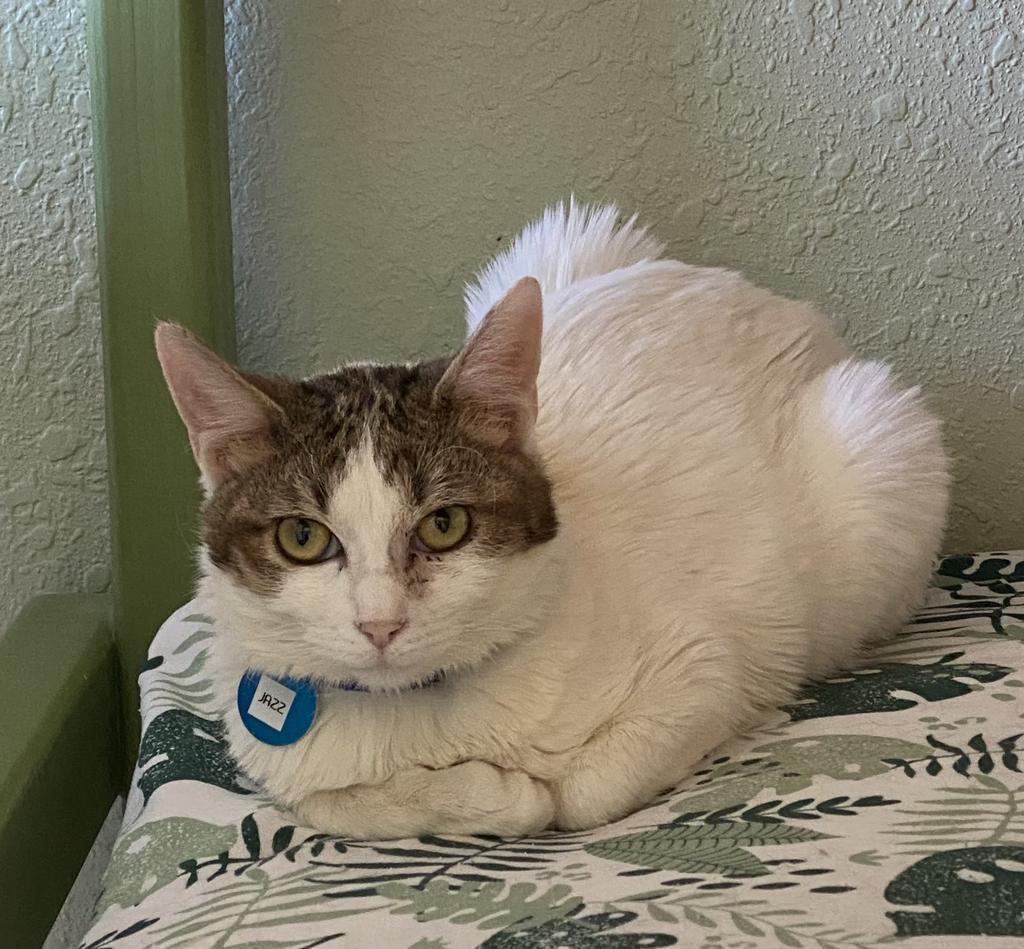 Jazz, an adoptable Domestic Short Hair in Hot Springs, AR, 71901 | Photo Image 1