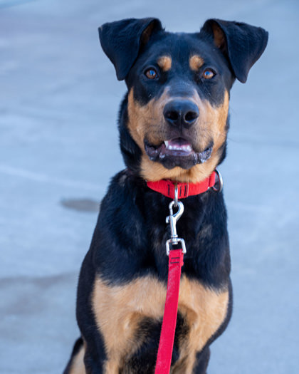 Roscoe
