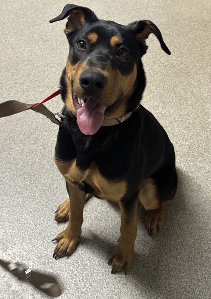 Roscoe, an adoptable Rottweiler, Mixed Breed in Pequot Lakes, MN, 56472 | Photo Image 2
