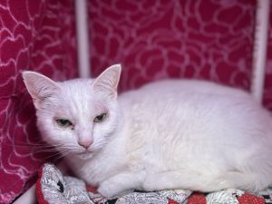 Frosty Domestic Short Hair Cat