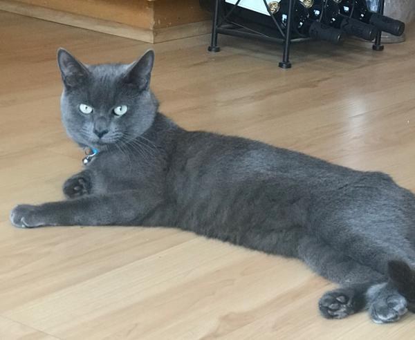 Mr. Bluebell