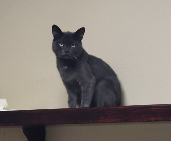 Mr. Bluebell