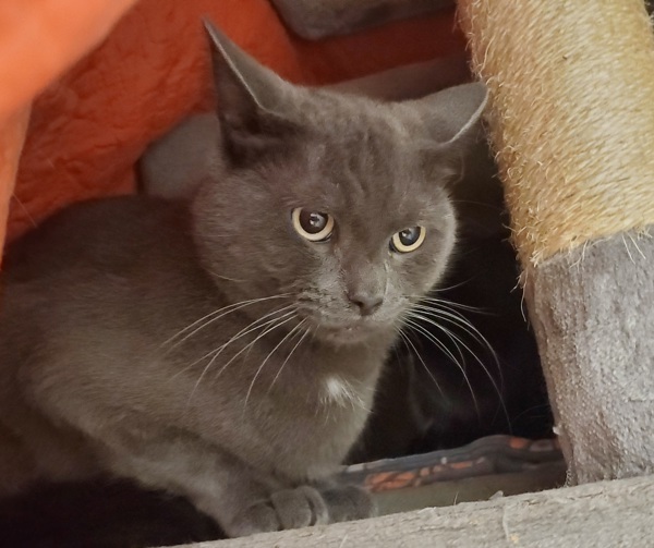 Mr. Bluebell