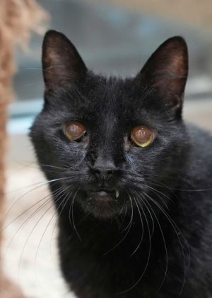 Duddy aka Buddy is a senior cat 14-15 years old looking for a place to spend his golden days in