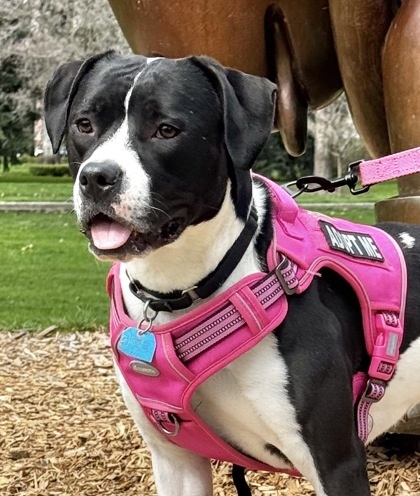 Ali, an adoptable Mixed Breed in Walla Walla, WA, 99362 | Photo Image 1