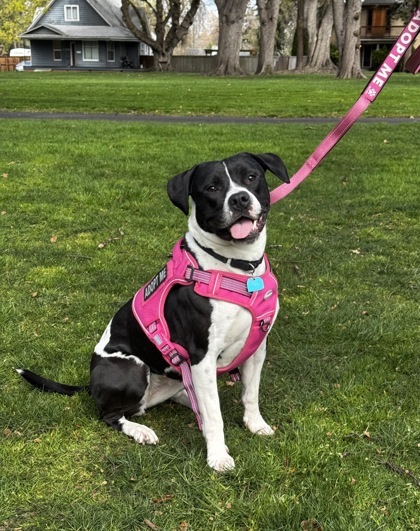 Ali, an adoptable Mixed Breed in Walla Walla, WA, 99362 | Photo Image 2