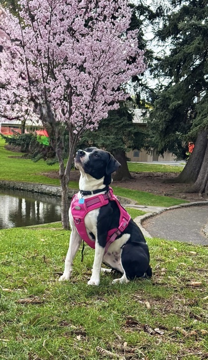 Ali, an adoptable Mixed Breed in Walla Walla, WA, 99362 | Photo Image 3