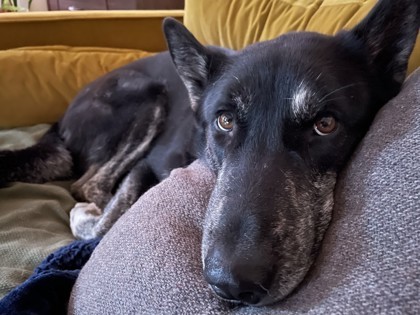 Zeus