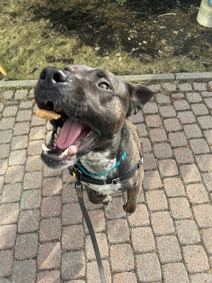 Nova