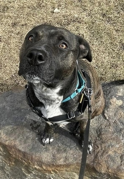 Nova