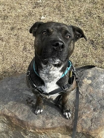Nova