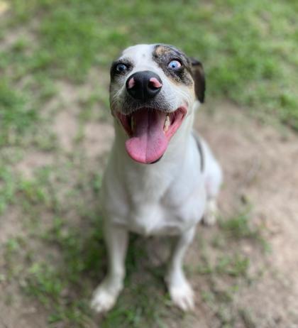 Happy Hades