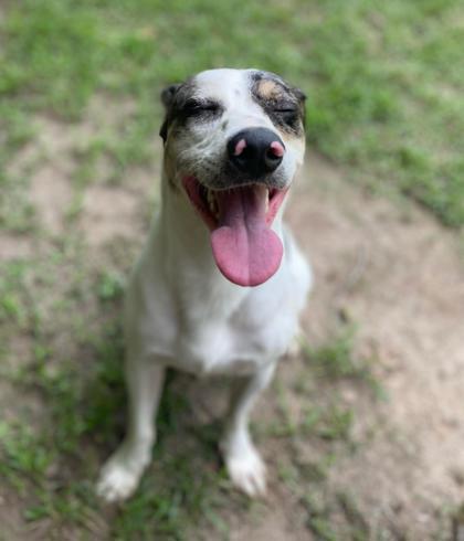 Happy Hades