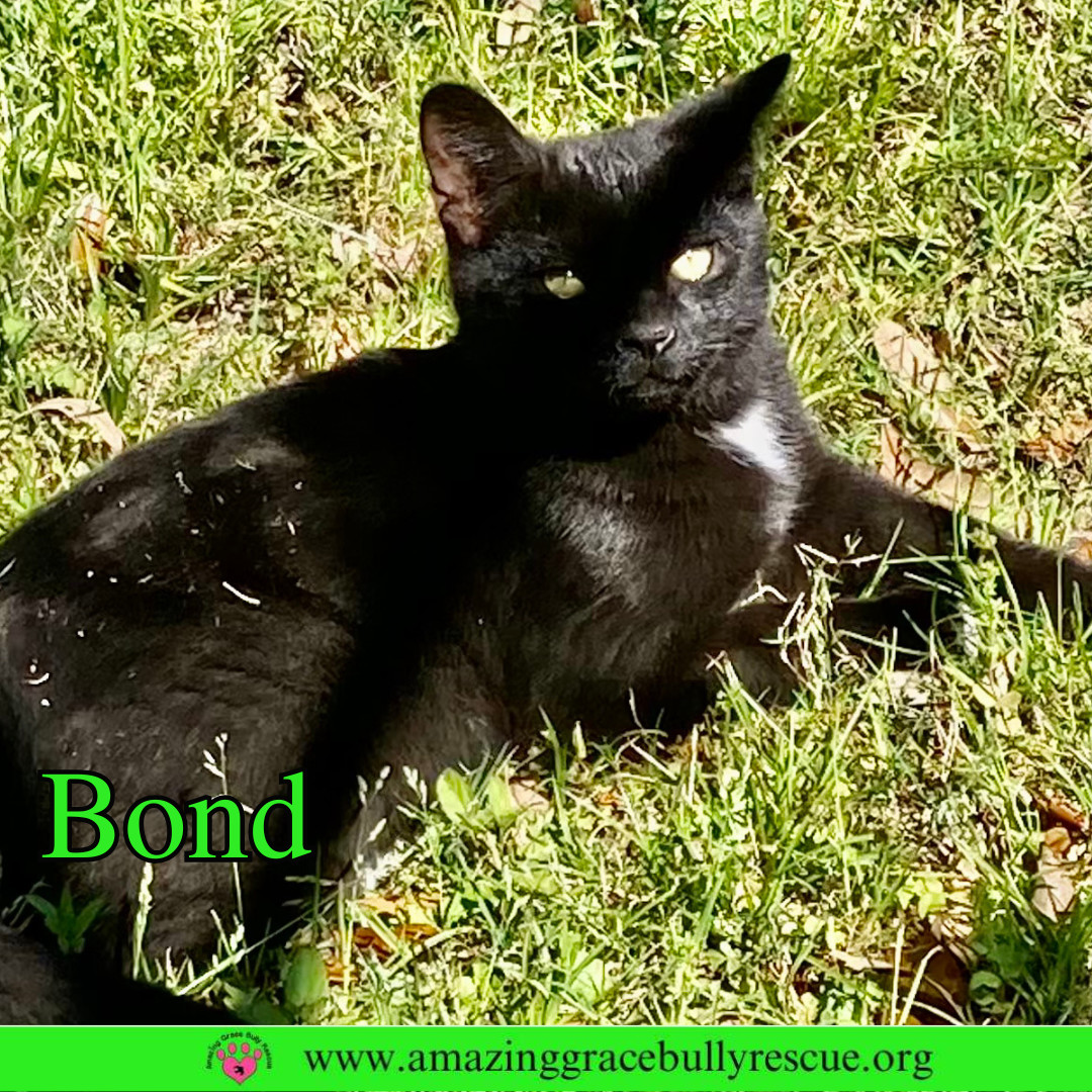 Bond
