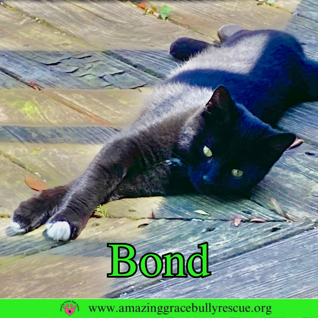 Bond