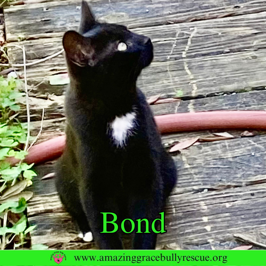 Bond