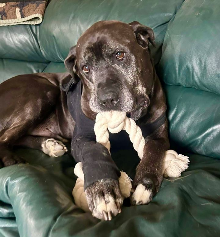 D.O.G. 1