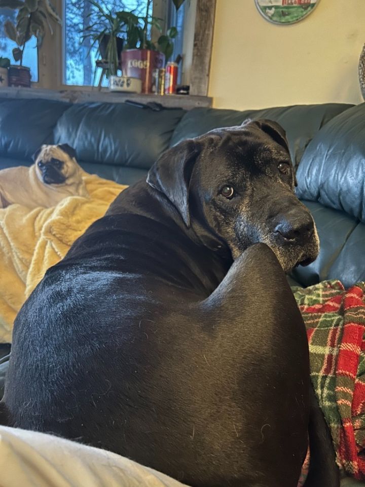 D.O.G. 3