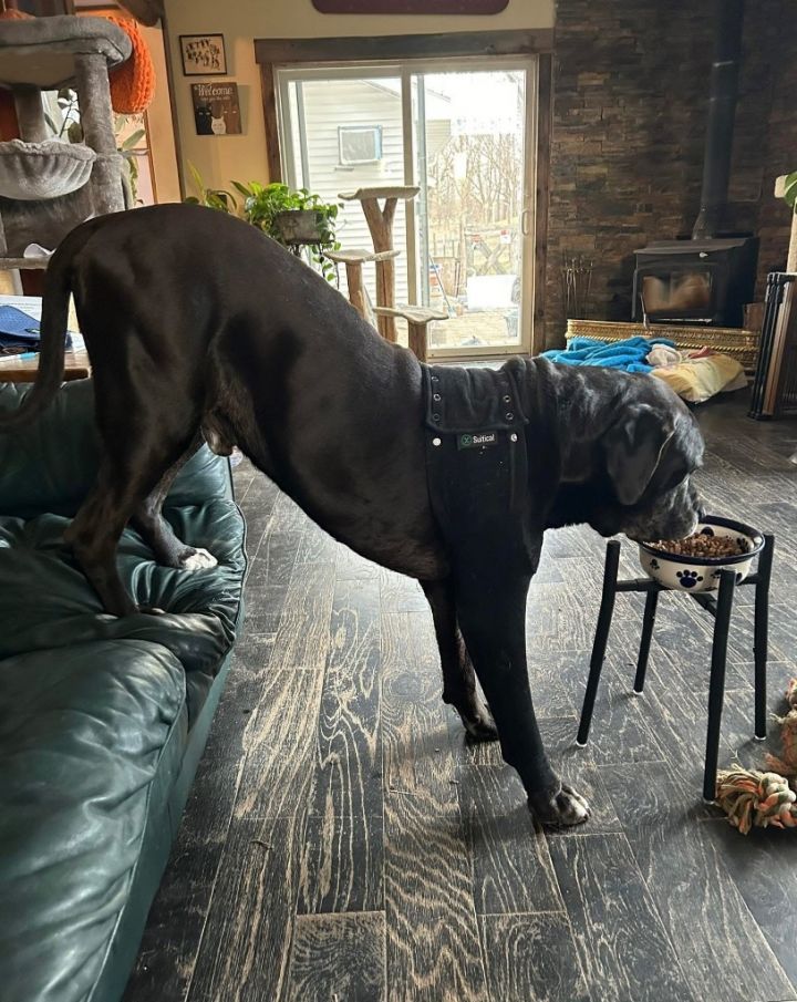 D.O.G. 4