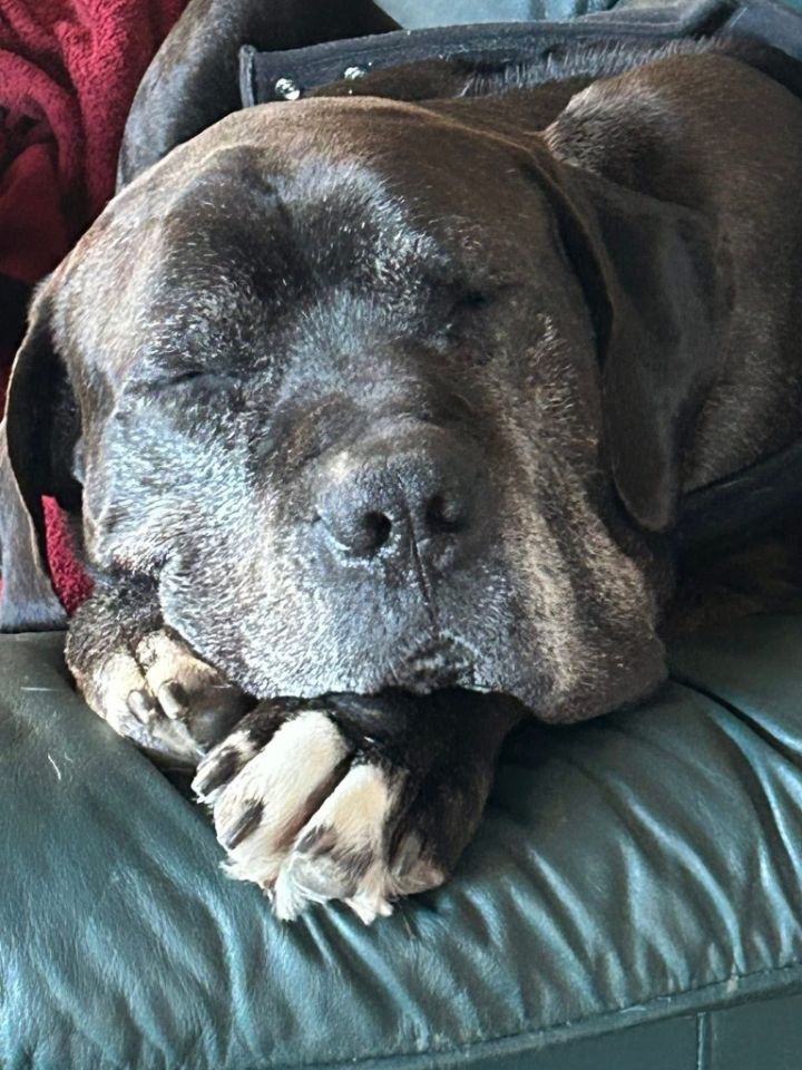 D.O.G. 6