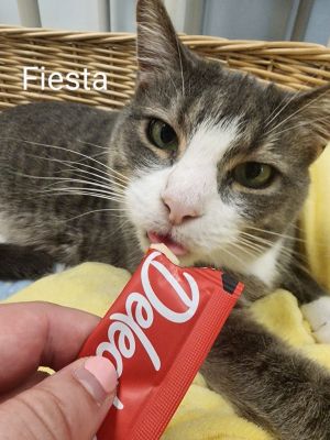 Fiesta, Adult Male unknown