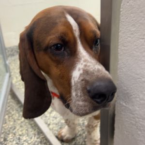 Photo of Otis