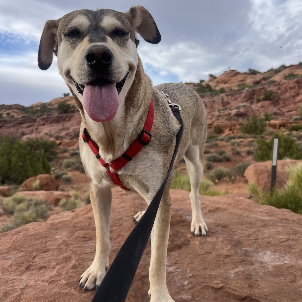 Fernie, an adoptable Mixed Breed in Moab, UT, 84532 | Photo Image 1