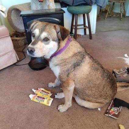 Fernie, an adoptable Mixed Breed in Moab, UT, 84532 | Photo Image 2
