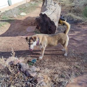 Fernie, an adoptable Mixed Breed in Moab, UT, 84532 | Photo Image 3