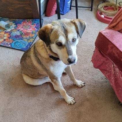 Fernie, an adoptable Mixed Breed in Moab, UT, 84532 | Photo Image 4