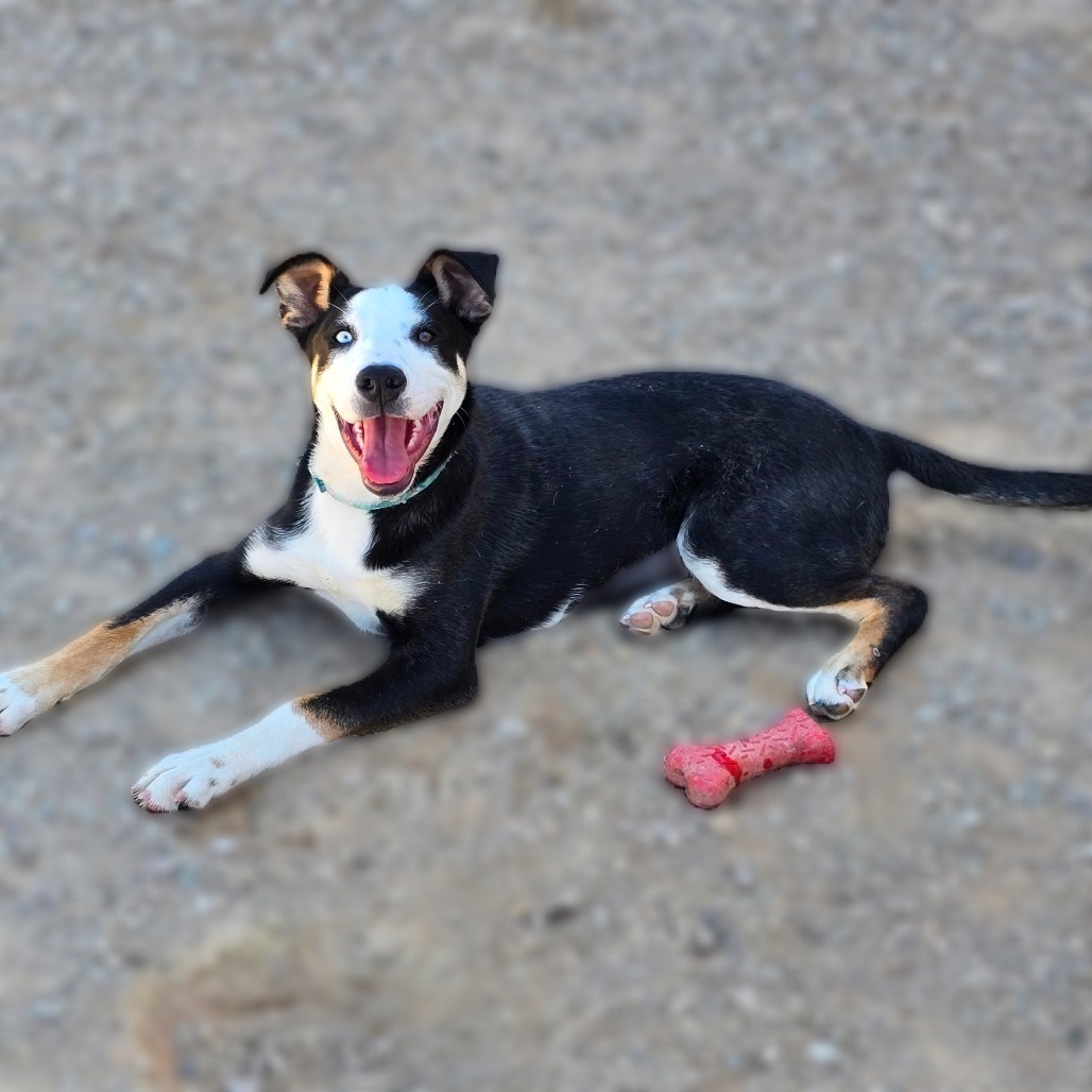 Puffin, an adoptable Australian Kelpie, Border Collie in Wickenburg, AZ, 85390 | Photo Image 1