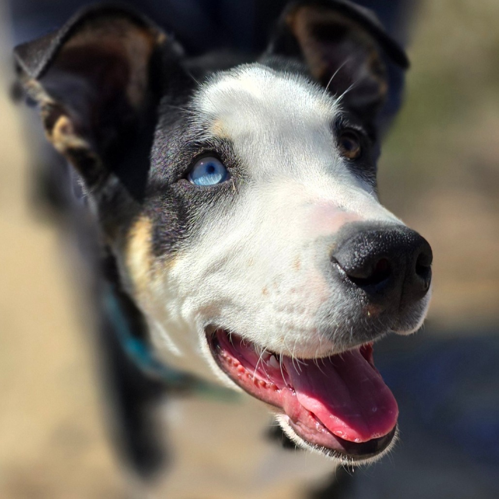 Puffin, an adoptable Australian Kelpie, Border Collie in Wickenburg, AZ, 85390 | Photo Image 2
