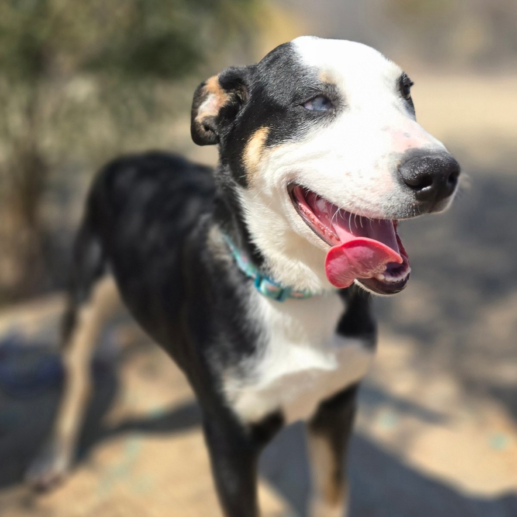 Puffin, an adoptable Australian Kelpie, Border Collie in Wickenburg, AZ, 85390 | Photo Image 4