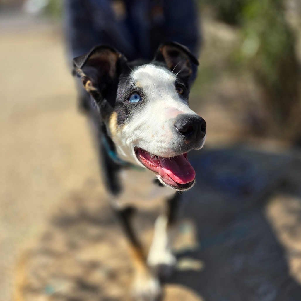 Puffin, an adoptable Australian Kelpie, Border Collie in Wickenburg, AZ, 85390 | Photo Image 5