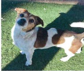 Chip (A114139) 1