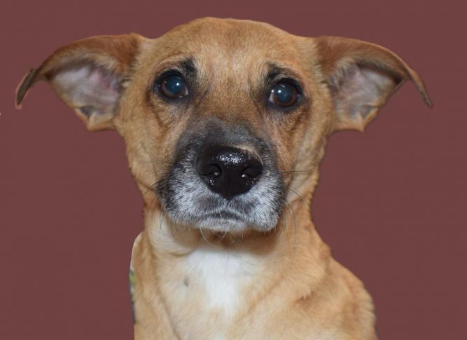 Tanner (A114635)