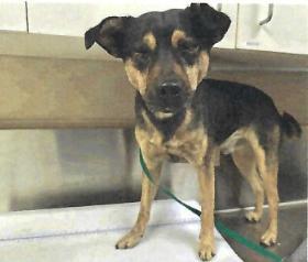 Mikey (Muffin) (A114096)