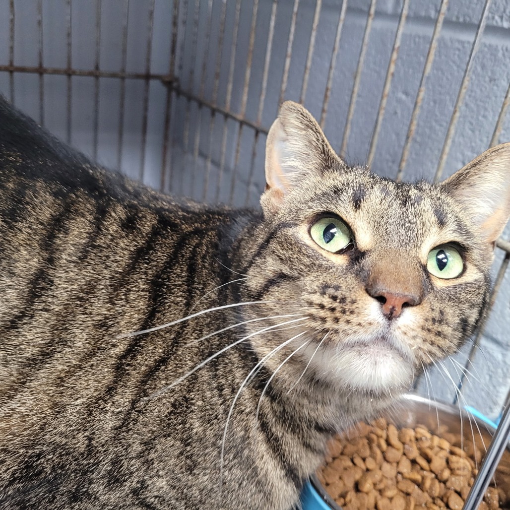 Monkey, an adoptable Domestic Short Hair in Duncan, OK, 73533 | Photo Image 1