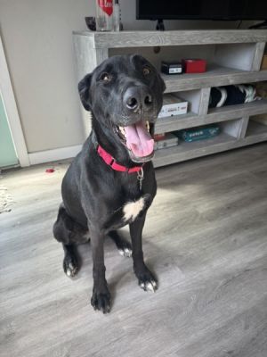 Onyx