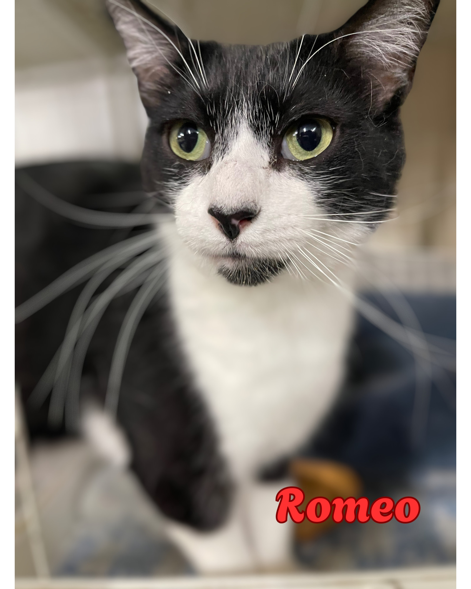Romeo, an adoptable Domestic Short Hair in Traverse City, MI, 49686 | Photo Image 1