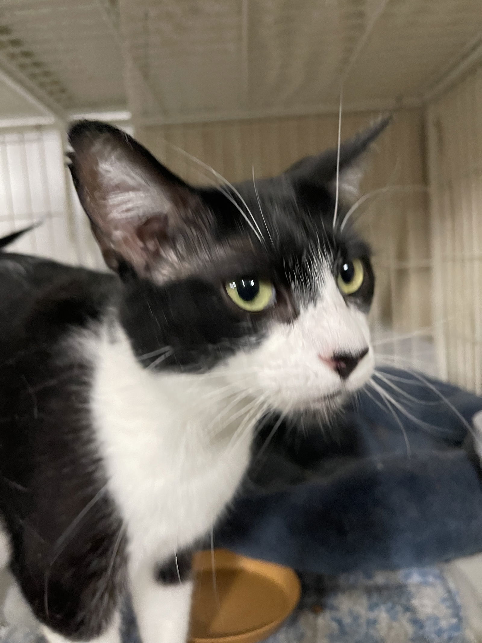 Romeo, an adoptable Domestic Short Hair in Traverse City, MI, 49686 | Photo Image 2