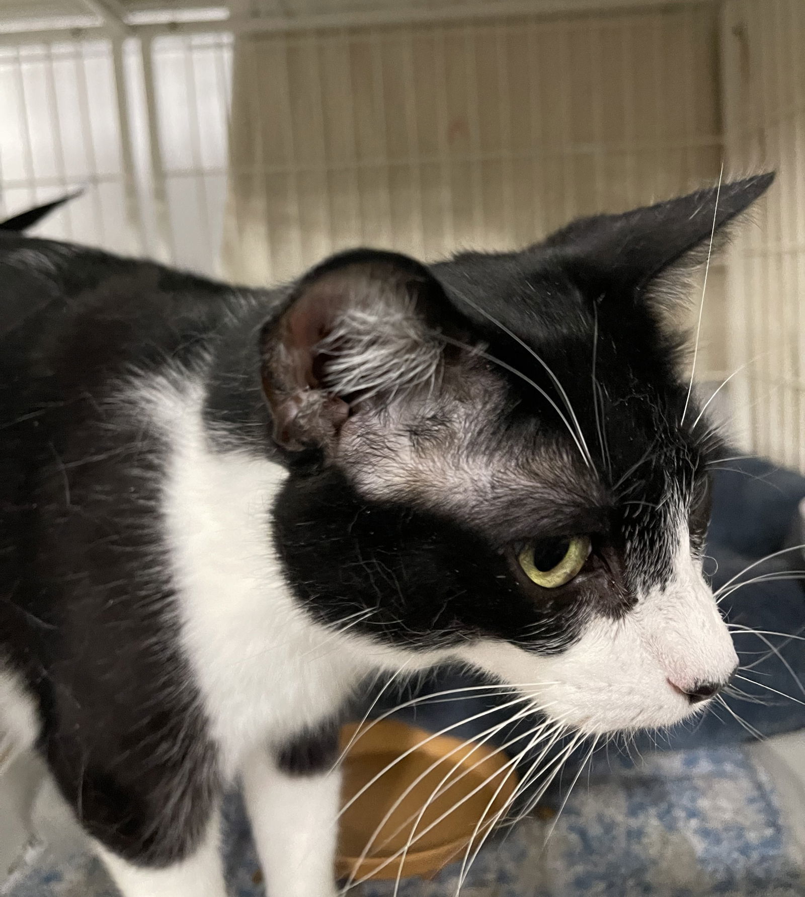 Romeo, an adoptable Domestic Short Hair in Traverse City, MI, 49686 | Photo Image 3