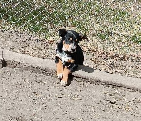Juniper, an adoptable Australian Cattle Dog / Blue Heeler, Catahoula Leopard Dog in Twin Falls, ID, 83301 | Photo Image 2