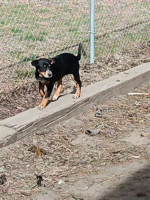 Juniper, an adoptable Australian Cattle Dog / Blue Heeler, Catahoula Leopard Dog in Twin Falls, ID, 83301 | Photo Image 3