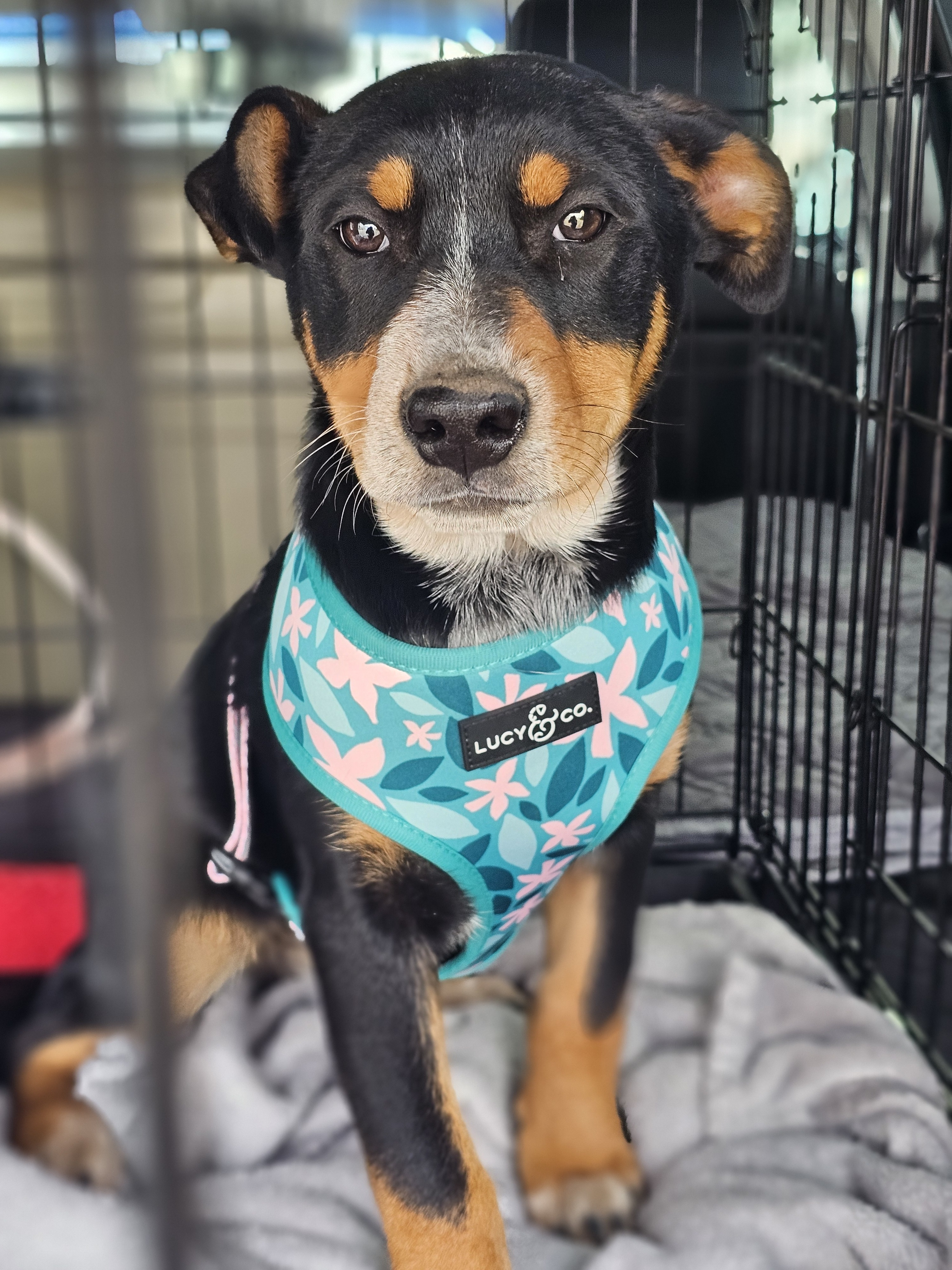 Juniper, an adoptable Australian Cattle Dog / Blue Heeler, Catahoula Leopard Dog in Twin Falls, ID, 83301 | Photo Image 4