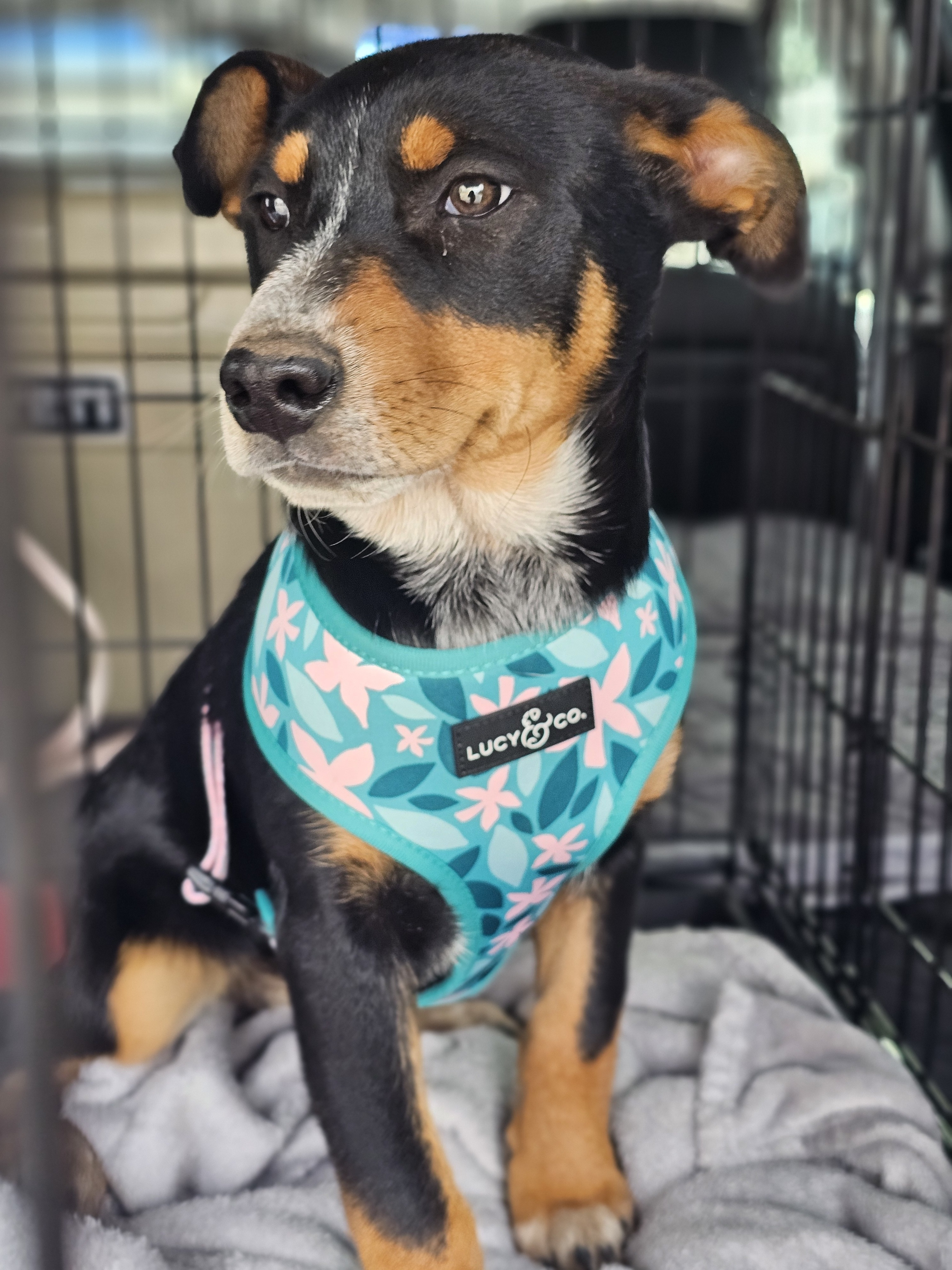 Juniper, an adoptable Australian Cattle Dog / Blue Heeler, Catahoula Leopard Dog in Twin Falls, ID, 83301 | Photo Image 5