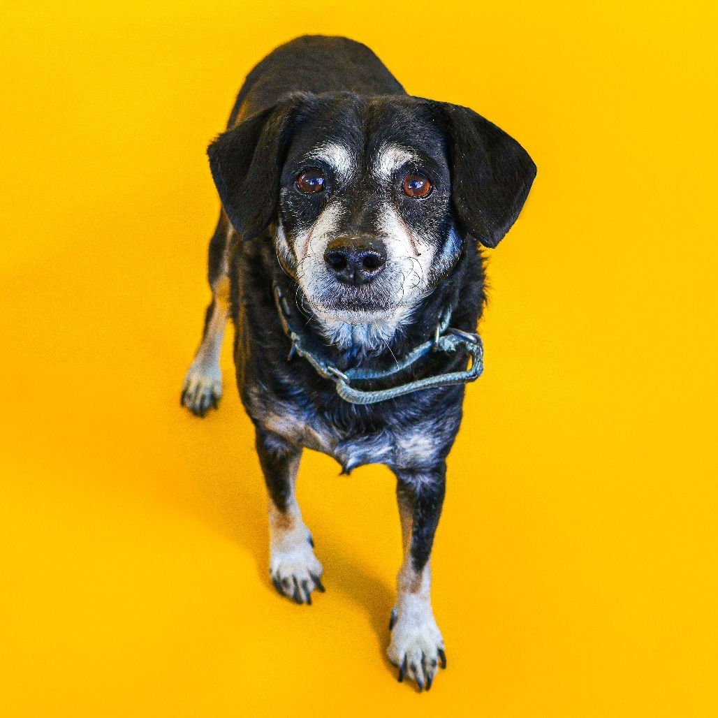 Rocky 2 (bonded w/ Bruno)