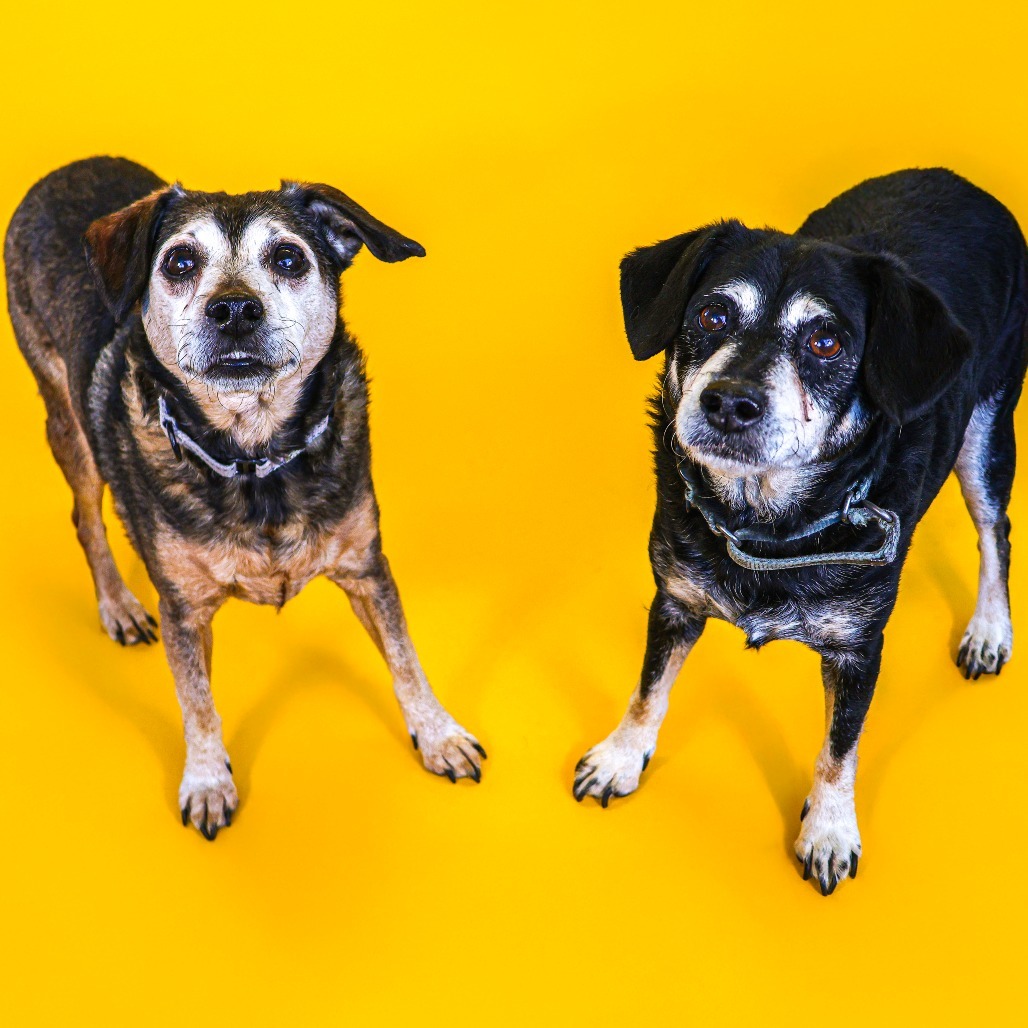 Rocky 2 (bonded w/ Bruno)